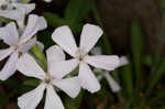 Sticky catchfly